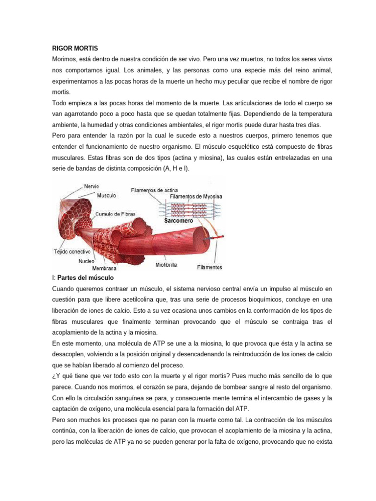 Fases del Rigor Mortis en la Muerte | PDF | Músculo | Actina