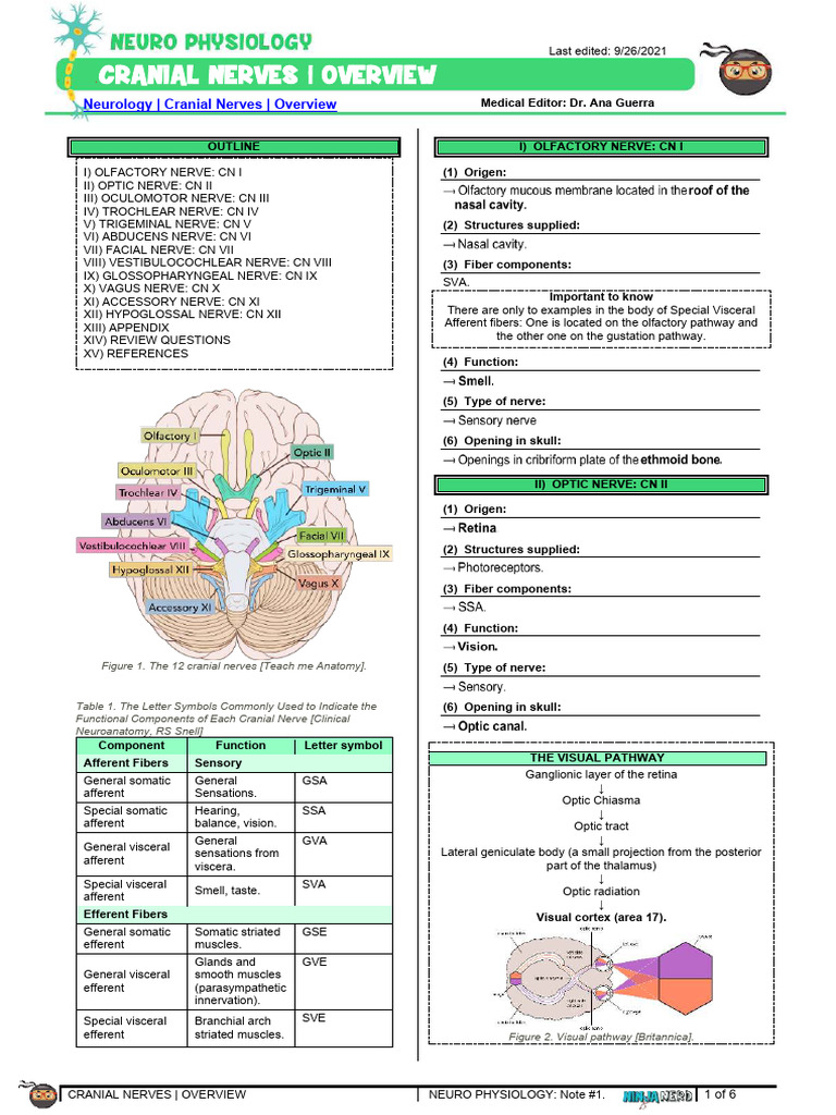 Overview of Cranial Nerves Functions | PDF | Human Anatomy | Primate ...