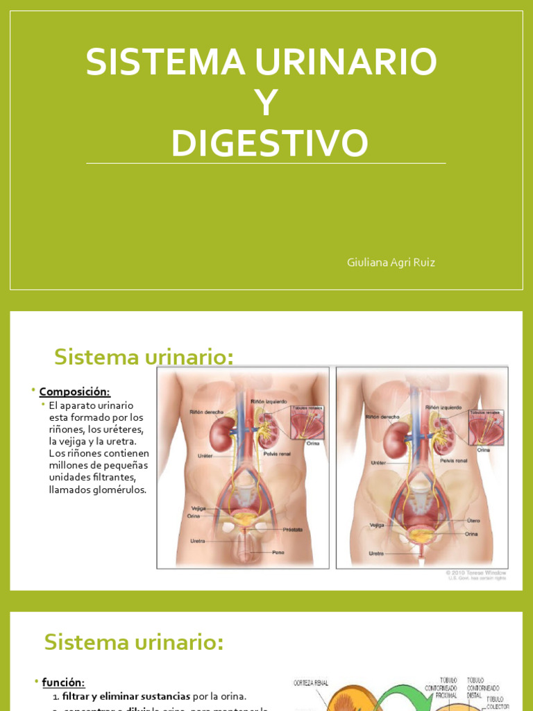 Sistema Urinario y Digestivo | PDF | Digestión | Estreñimiento