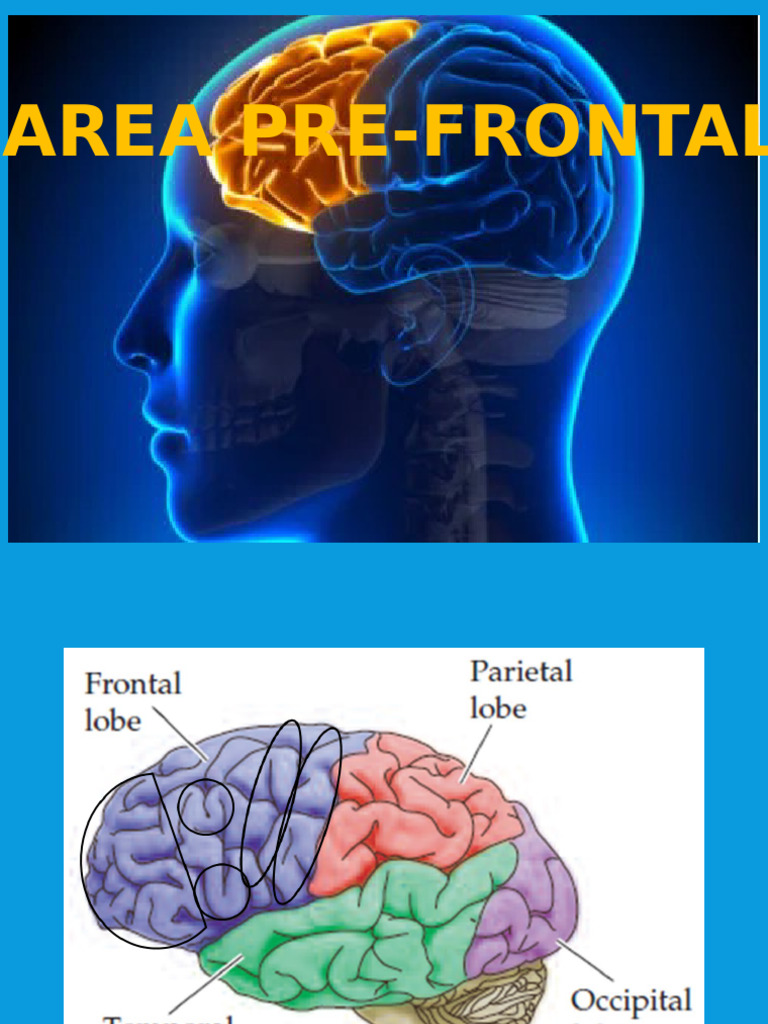Area Prefrontal | PDF | Cognición | Funciones ejecutivas