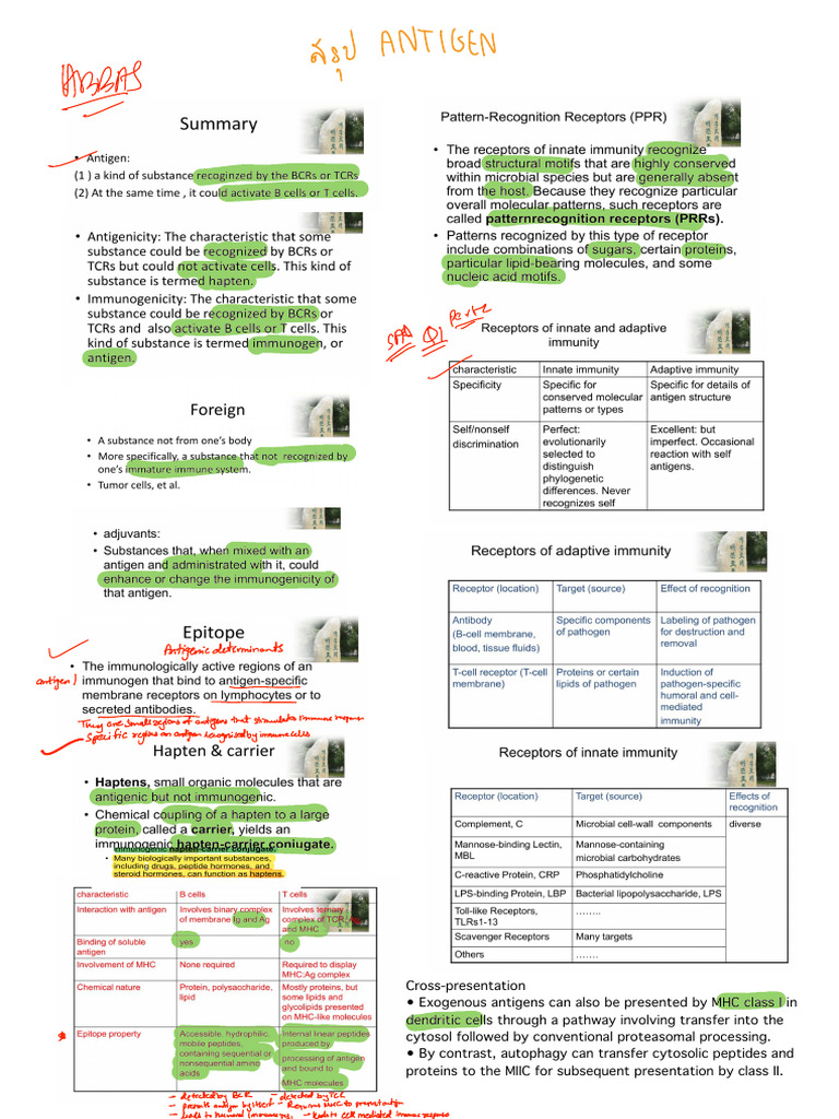 Humoral Immune Response Overview | PDF | T Cell | Immune System