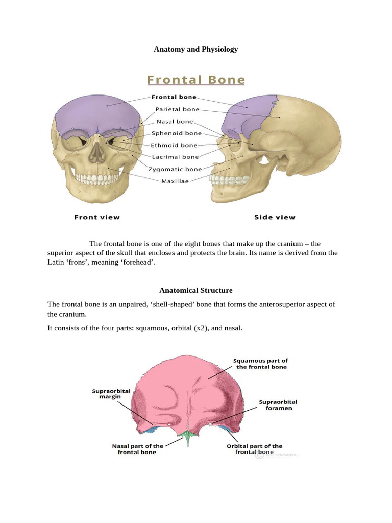 Anatomy and Physiology | PDF | Human Nose | Human Anatomy