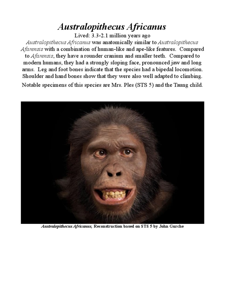 Australopithecus Africanus Overview | PDF