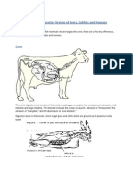 Comparison of The Digestive System of Cows