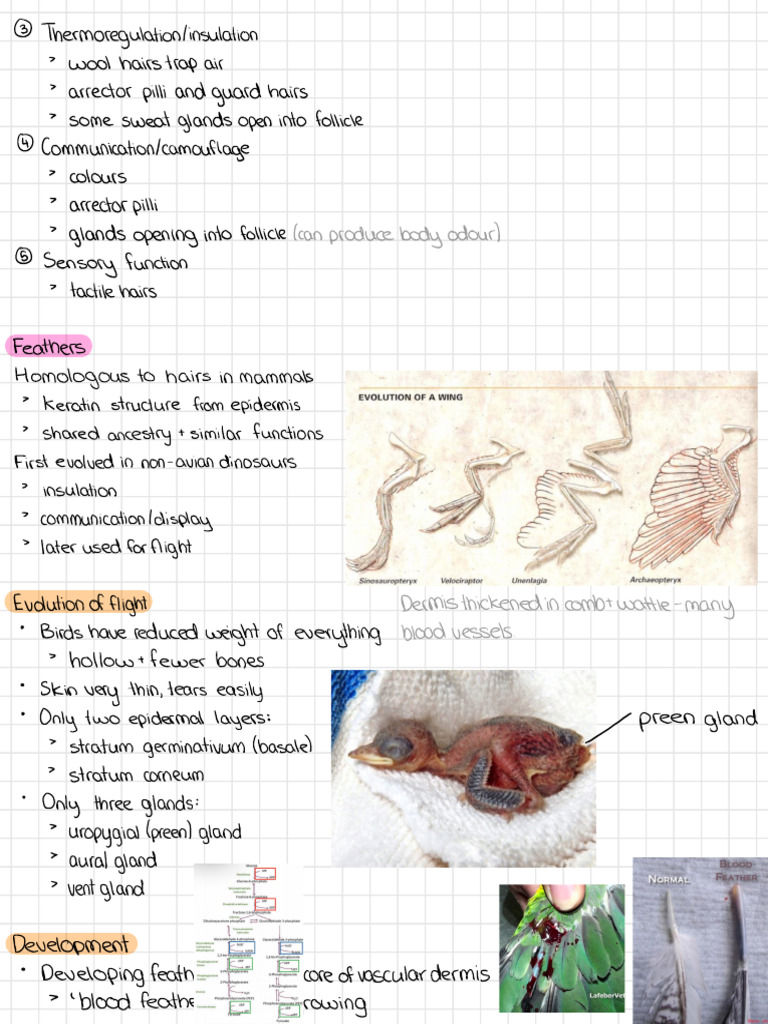Evolution and Functions of Feathers | PDF