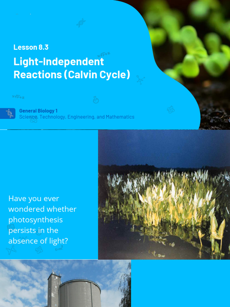 Overview of the Calvin Cycle | PDF | Metabolism | Photosynthesis