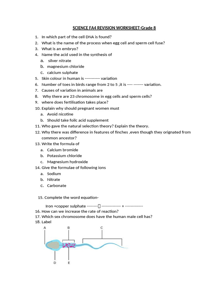 Grade 8 Science Revision Worksheet | PDF