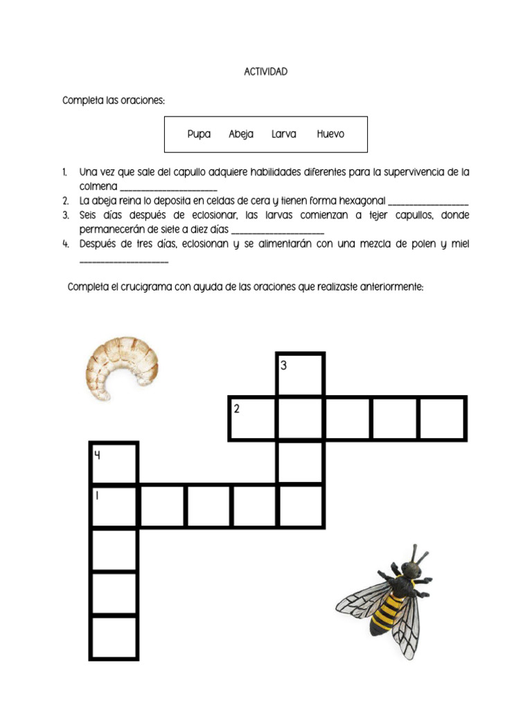 Actividad Ciclo de La Abeja | PDF