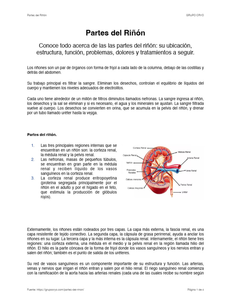 Partes y Funciones del Riñón | PDF | Riñón | Órgano (anatomía)