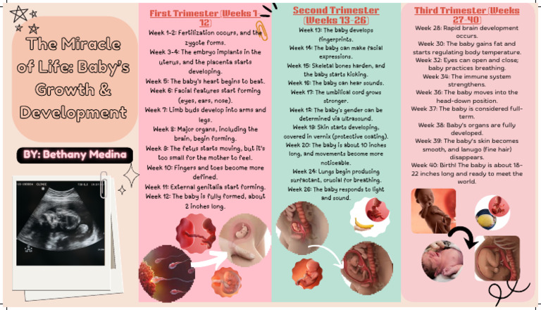 Pregnancy Week-by-Week Guide | PDF | Infants | Pregnancy