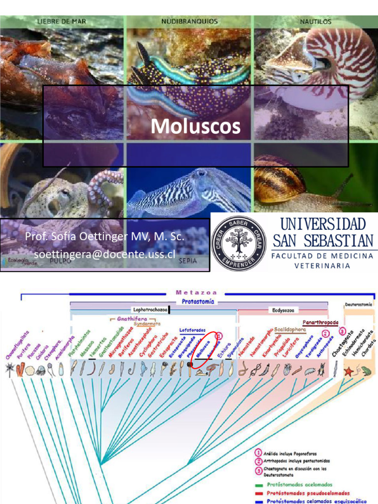 Clase 12 MOLUSCOS | PDF