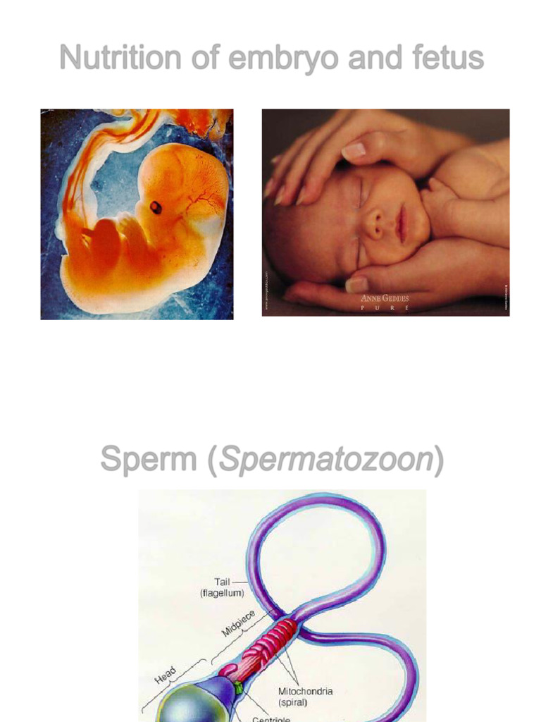 Embryo and Fetal Nutrition Overview | PDF | Anatomy | Reproduction