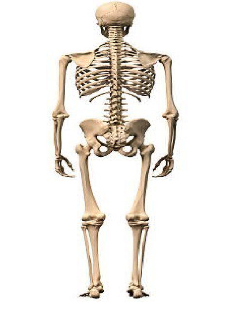 Doc1 Ped Project Skeleton Back | PDF