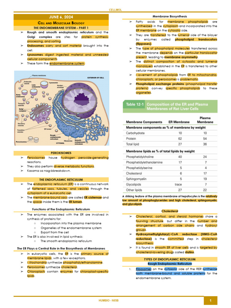 Endomembrane System Overview | PDF | Endoplasmic Reticulum | Lysosome