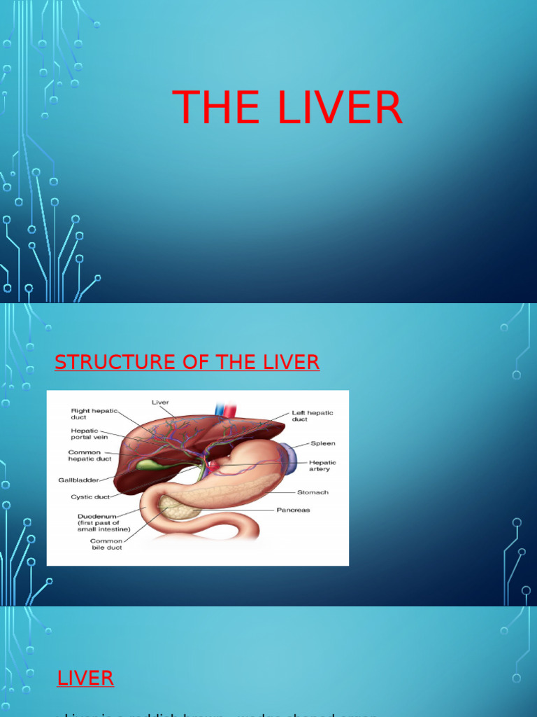 Group Four Presentation - Liver Functions, Anatomy and Histology | PDF ...