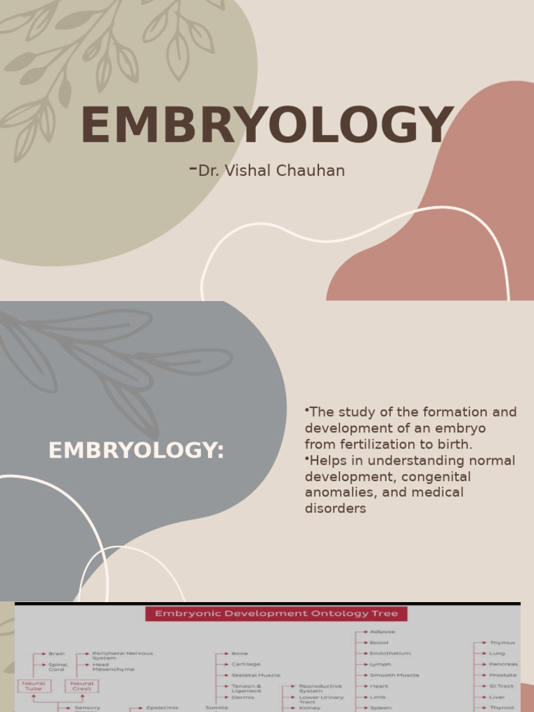 Human Embryology: Development Stages | PDF | Anatomy | Developmental ...