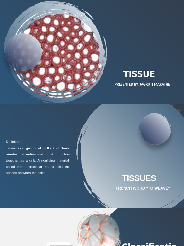 Tissue | PDF | Epithelium | Muscle