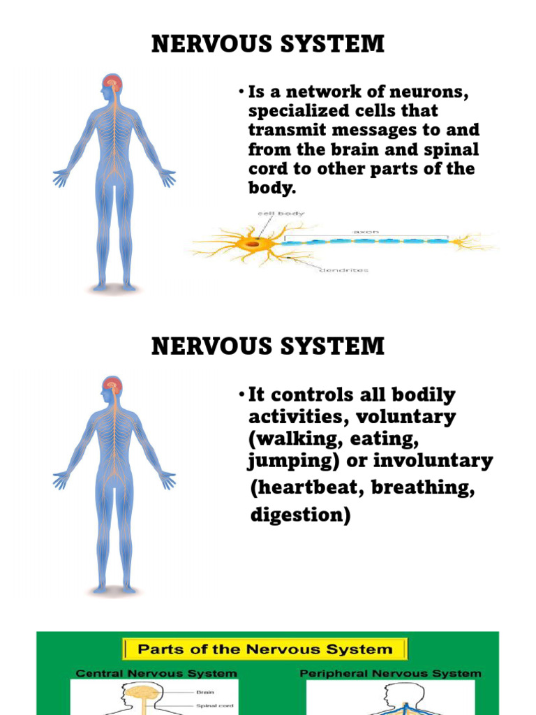 Overview of the Nervous System | PDF | Central Nervous System | Nervous ...