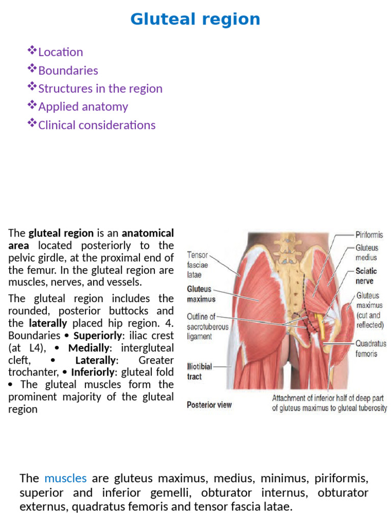 anatomy-and-clinical-insights-of-the-gluteal-region-pdf-pelvis-hip