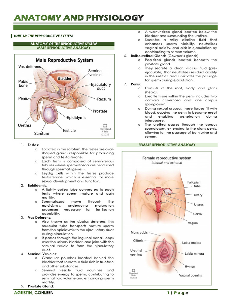 ANAPHY20UNIT2013 20The20Reproductive20System | PDF | Menstrual Cycle ...