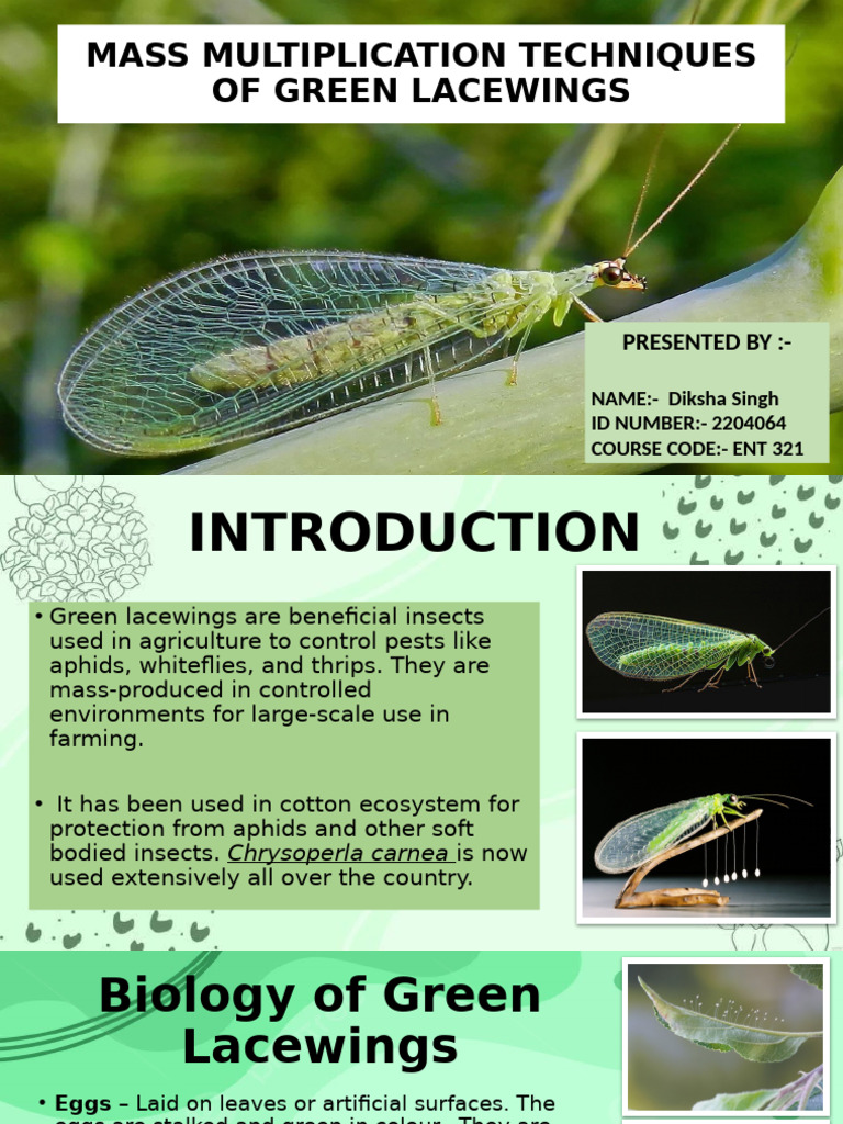 ppt 2 | PDF | Pupa | Insects