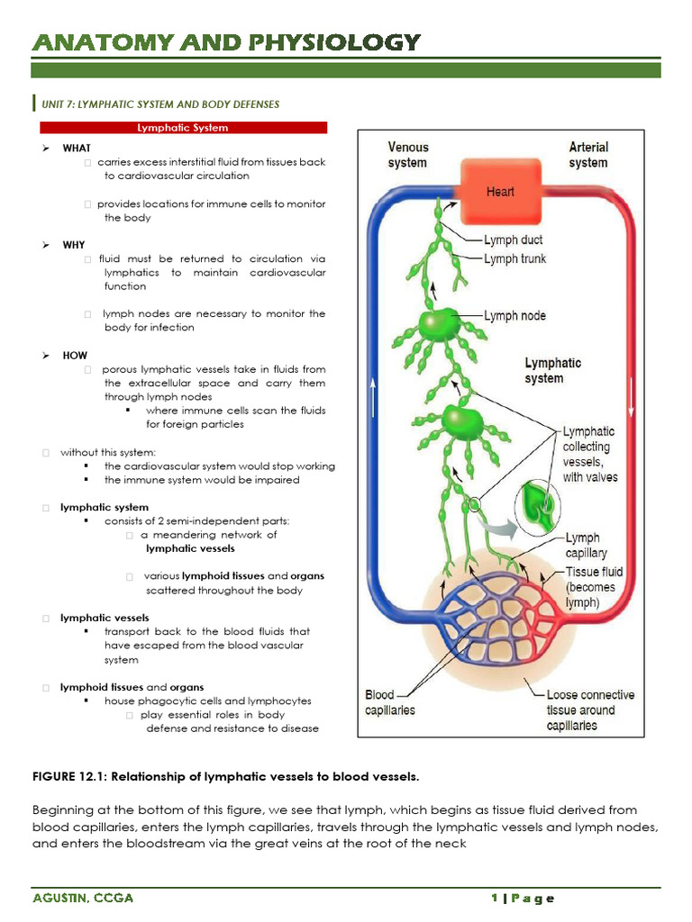 ANAPHY20UNIT207 20The20Lymphatic20System | PDF | Lymph | Lymphatic System