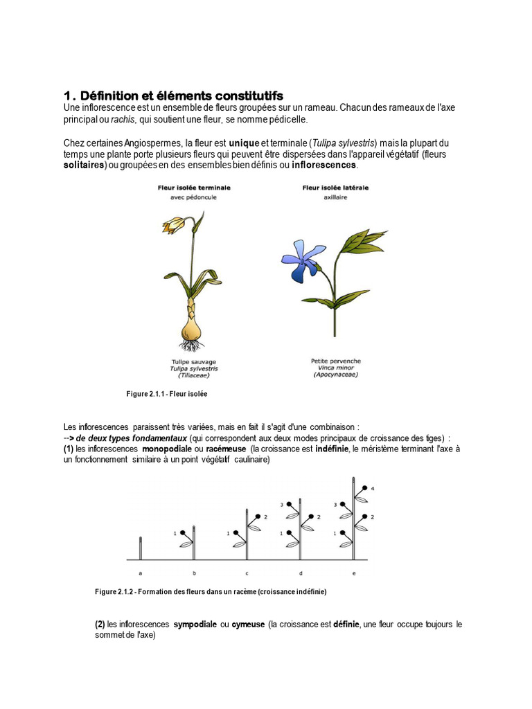 Types et définitions d'inflorescences | PDF | Branches de la Botanique ...