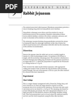 Download Rabbit Jejunum by Binu George SN82969737 doc pdf