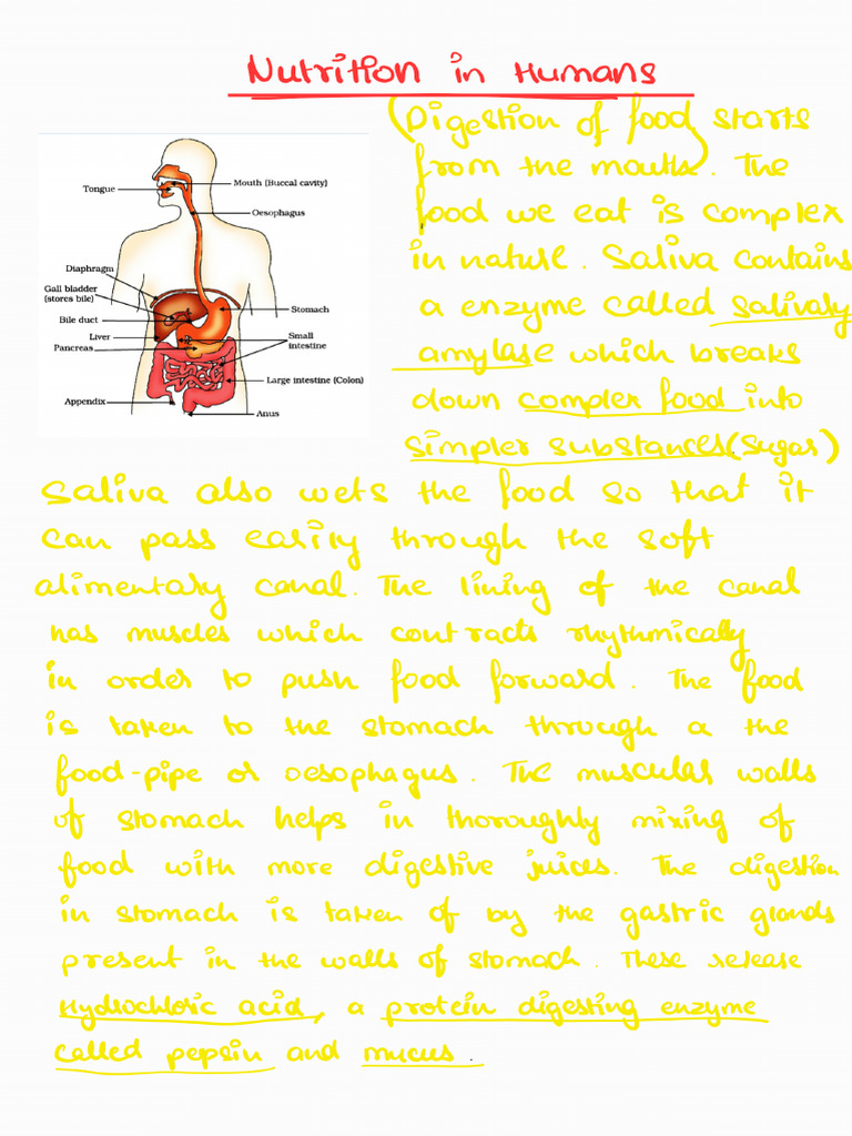 Digestion in Human Beings - 250218 - 182813 | PDF