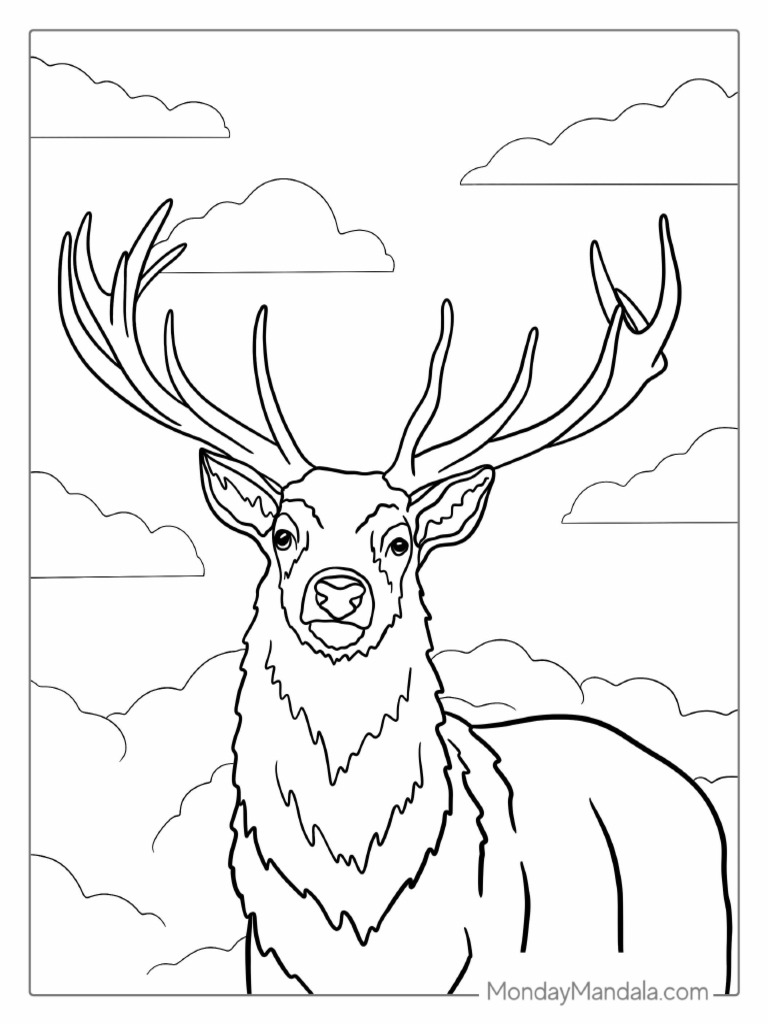 White Tailed Buck With Antlers To Color | PDF