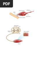 Electromiografía y VCN: Técnicas Diagnósticas | PDF | Electromiografia ...