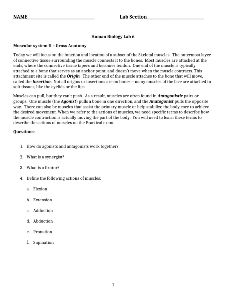 BIO117 Lab6 Worksheet - Tagged | PDF | Anatomical Terms Of Motion ...