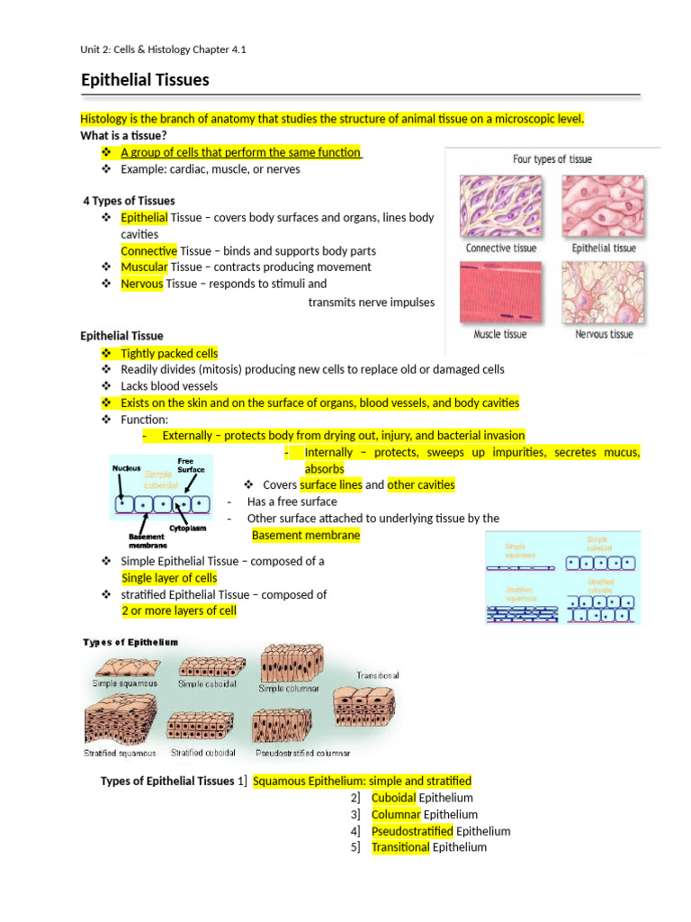 Epithelil Tissue Notes Finished | PDF | Epithelium | Tissue (Biology)