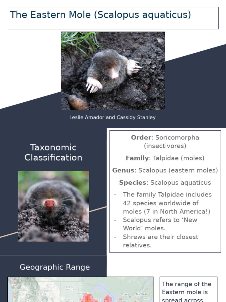 Eastern Mole: Identification & Habitat | PDF | Zoology