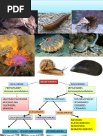 Phylogénie des Protostomiens | PDF | Protostomia