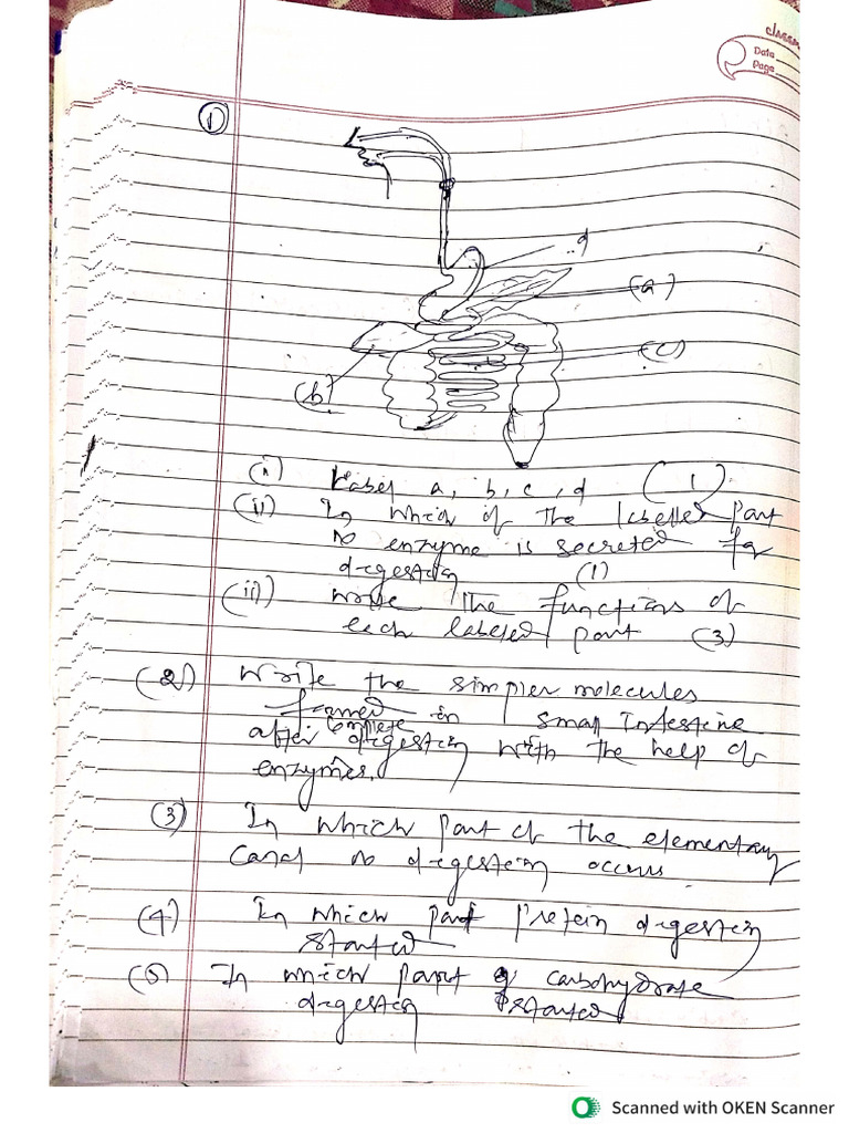Bio Life Process Question | PDF