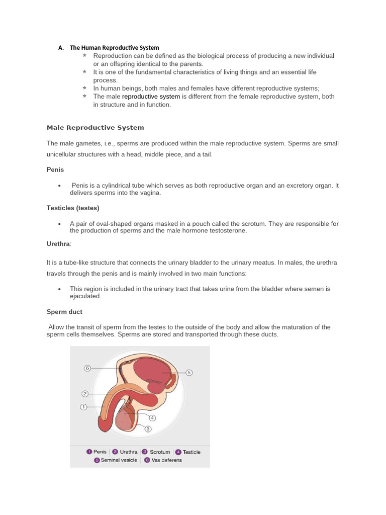 The Human Reproductive System | PDF | Reproductive System | Human ...