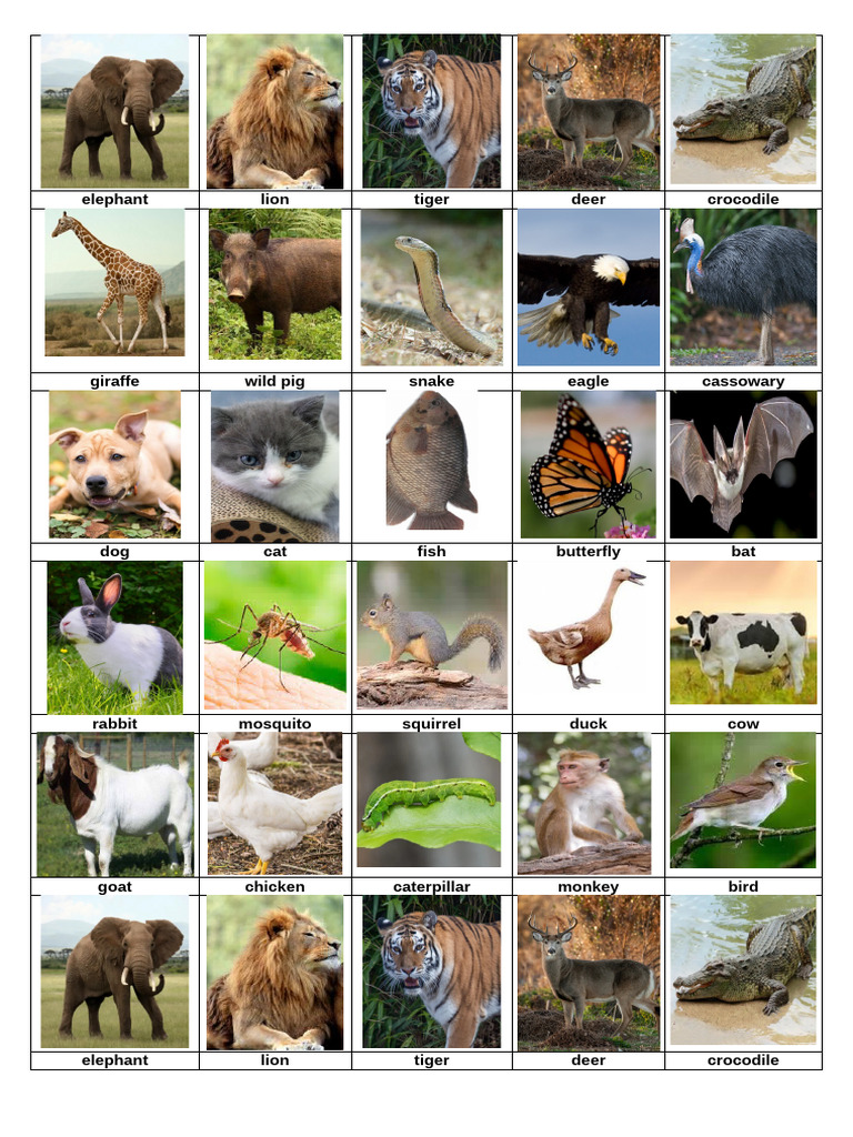 List of Common Animals | PDF