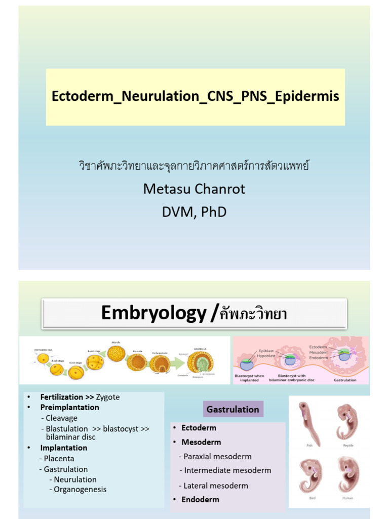 2.wk2 Ectoderm - Neurulation | PDF