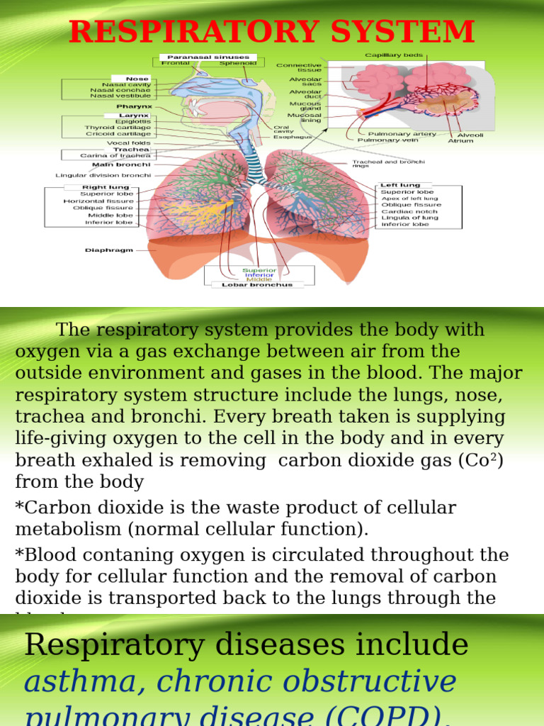Respiratory System | PDF | Chronic Obstructive Pulmonary Disease ...