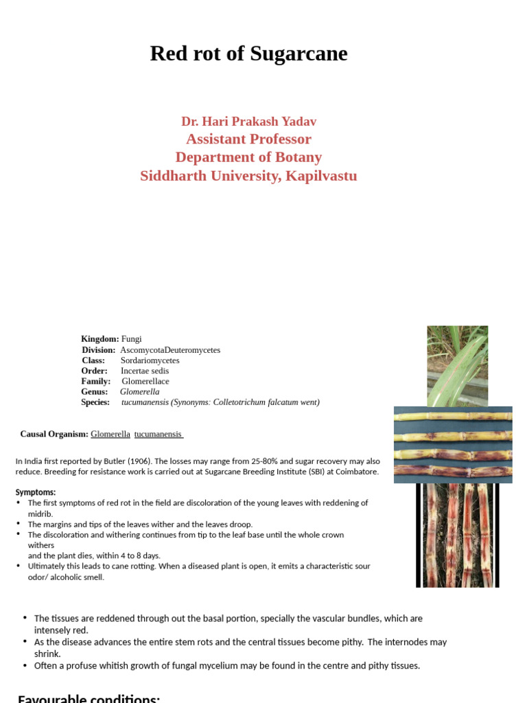 Red Rot of Sugarcane: Disease Cycle & Management | PDF | Fungus | Leaf