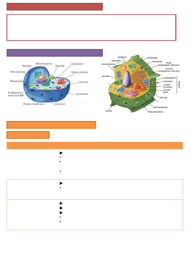 Animal and Plant Cell Components Explained | PDF | Tissue (Biology ...