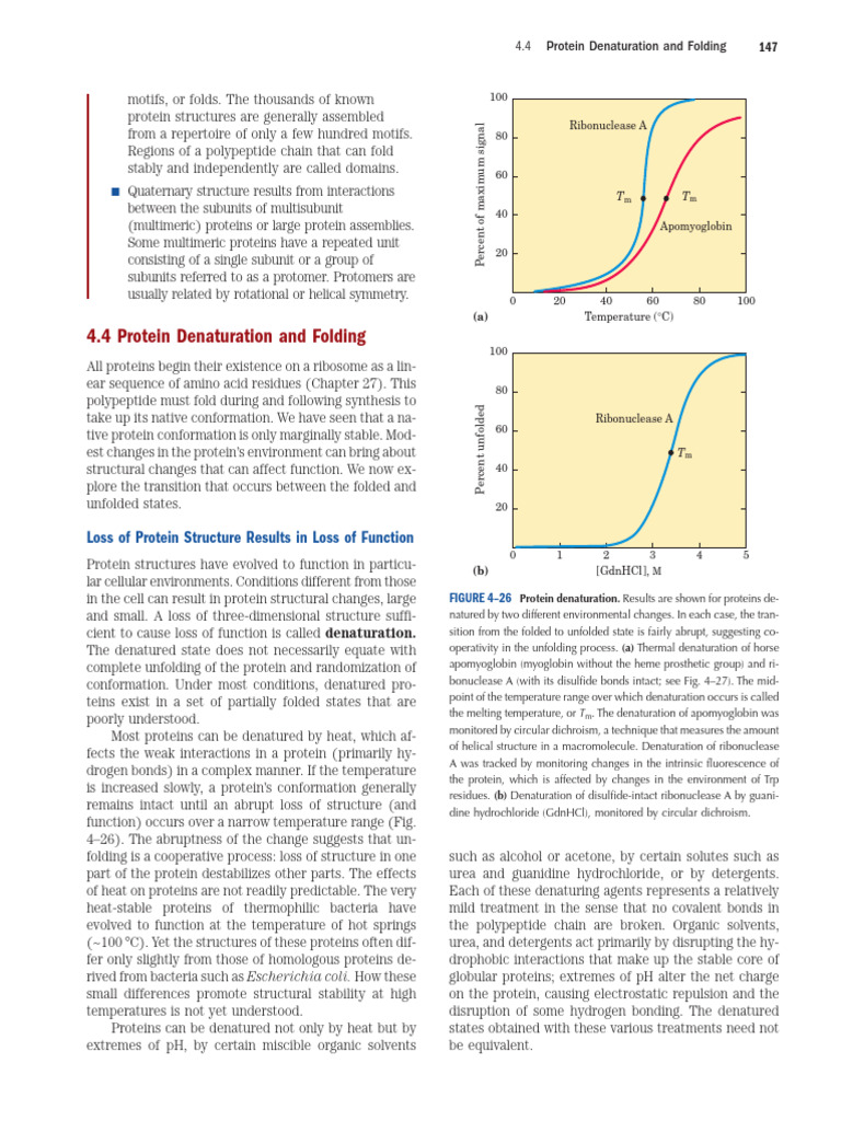 Protein Folding and Denaturation Insights | PDF | Protein Folding ...