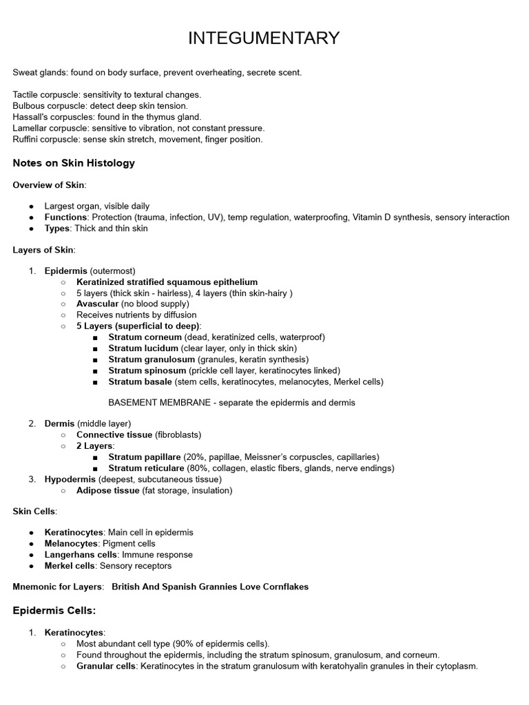 Integumentary System Overview and Functions | PDF | Skin | Epidermis