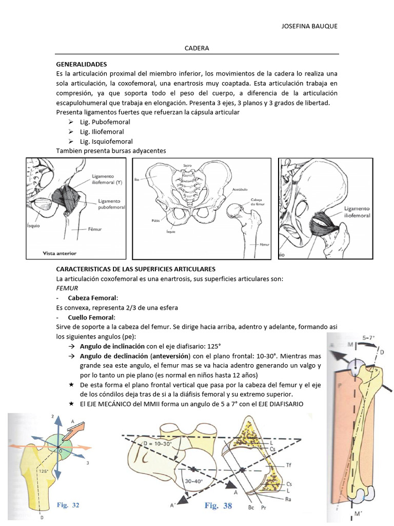 Anatomía y Función de la Cadera | PDF | Pelvis | Rodilla