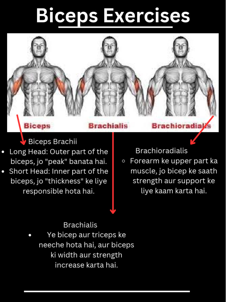 Effective Biceps Workout Guide | PDF