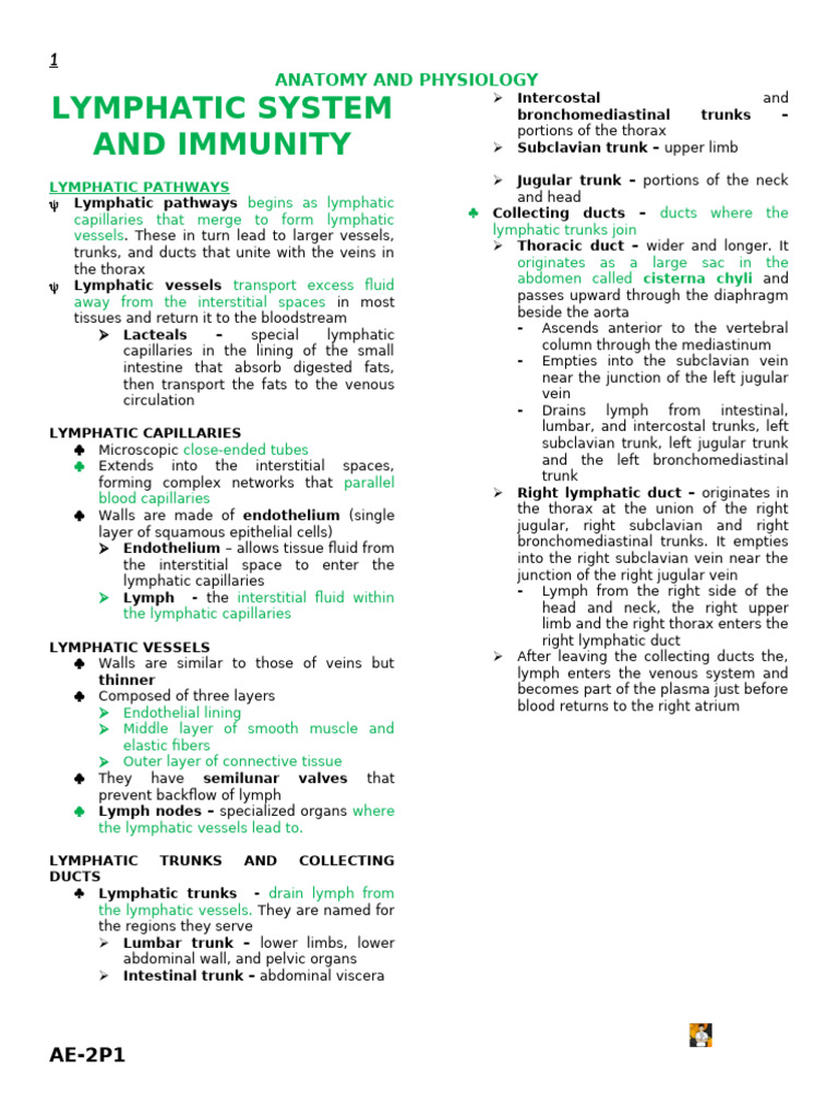 Lymphatic System Anatomy Overview | PDF | Lymphatic System | Immune System