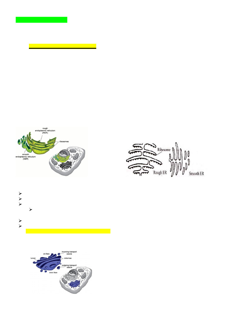 Understanding Cell Organelles and Functions | PDF | Endoplasmic ...
