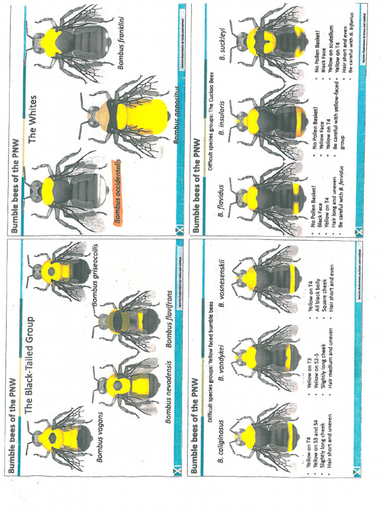 Pollinator Guides | PDF