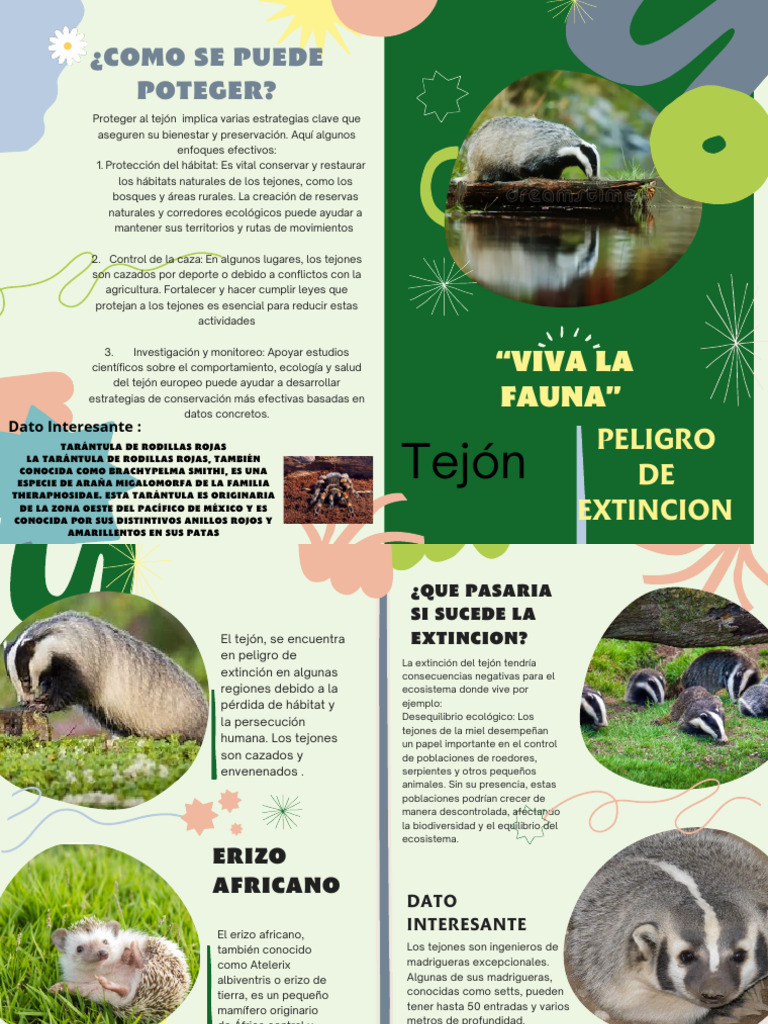 Tejon | PDF | Extinción | Habitat, image size:768x1024